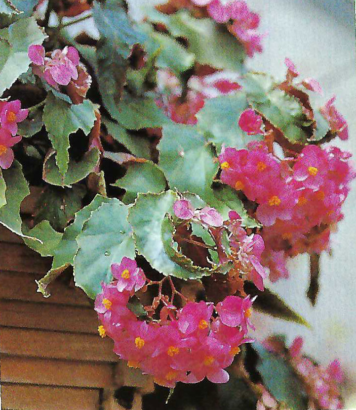 B. ‘Nancy Gail’